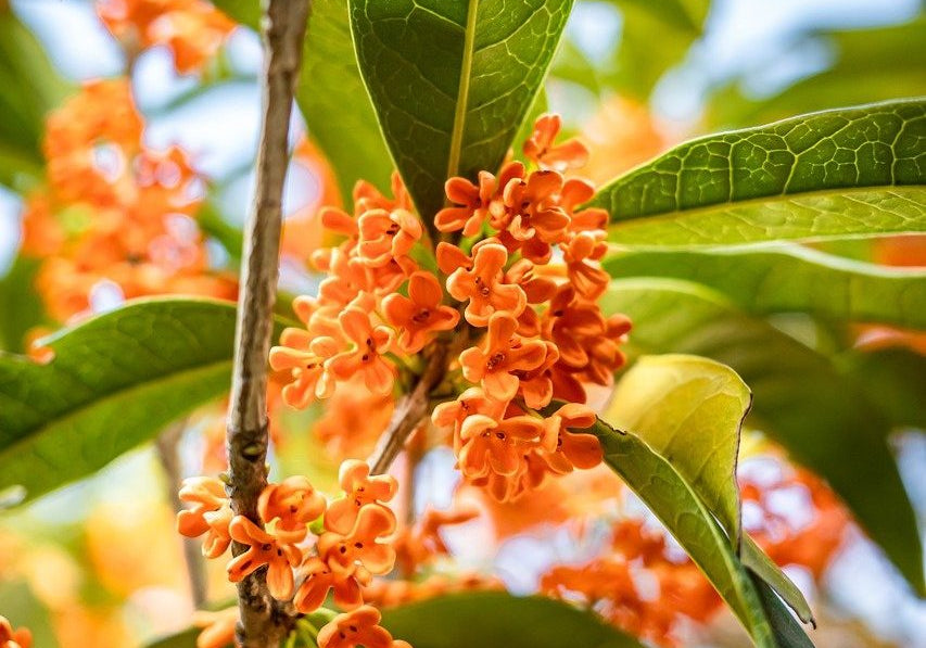 秋の音連れを感じるとき