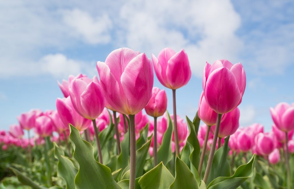 tulips, flowers, field