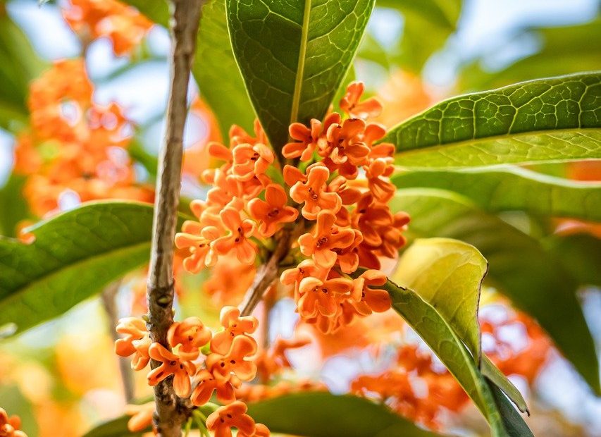 natural, plant, flower