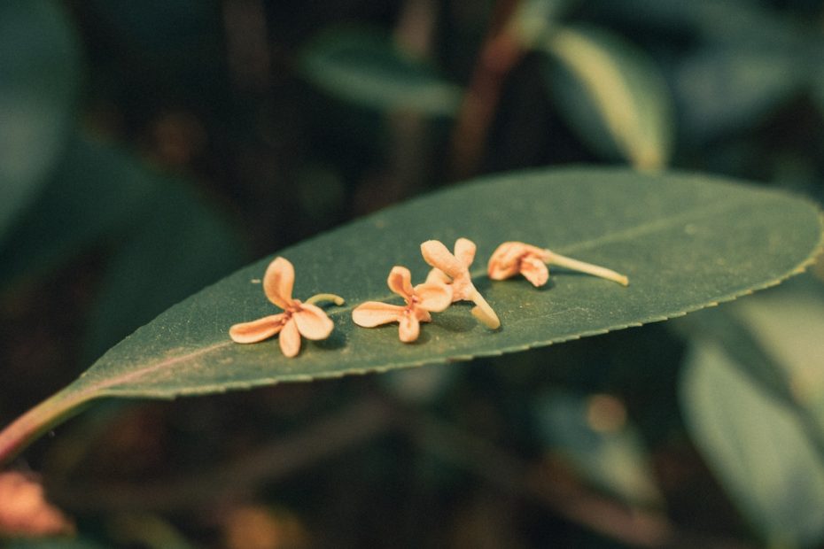 a close-up of a plant