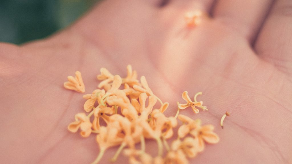 a close up of a flower