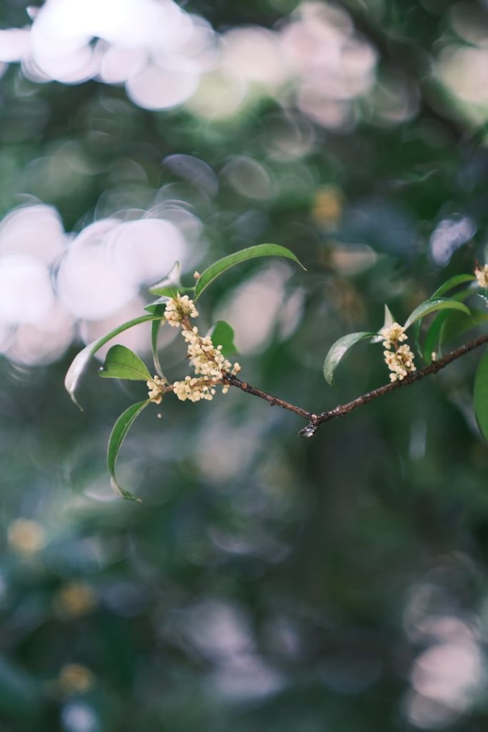 a branch of a tree with small white flowers